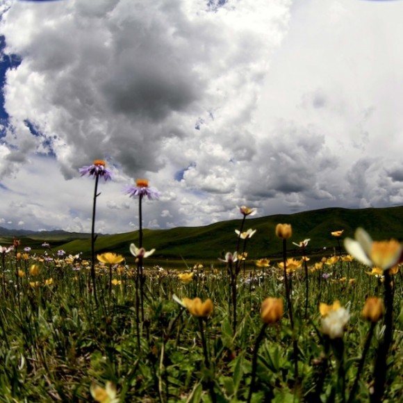 云上花开（十八）云飞花开