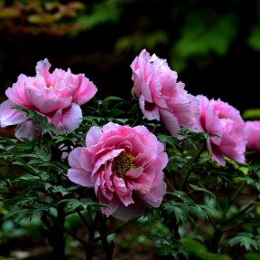 何人不爱牡丹花