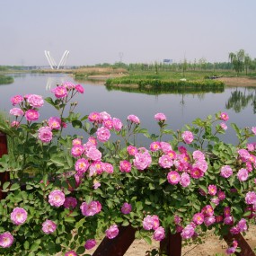 西安沣河生态景区