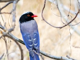 红嘴蓝鹊