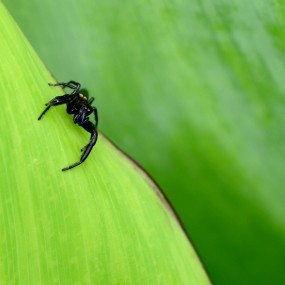 虎视眈眈---- 黑蜘蛛
