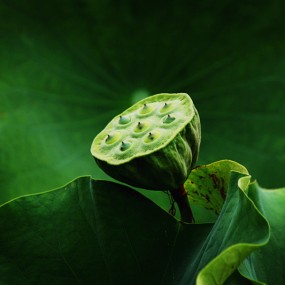 荷塘里最后的风景