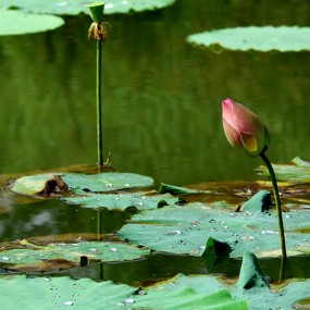 长焦下的花鸟世界