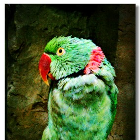 饭店门口的鹦鹉