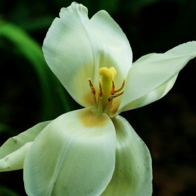 用百微学拍花求点评