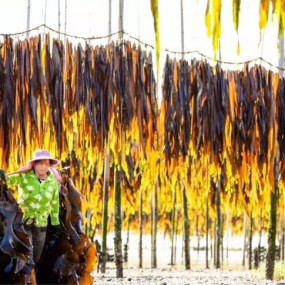 霞浦海带摄影季节