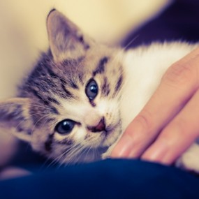 我家喵星人叫啊狗