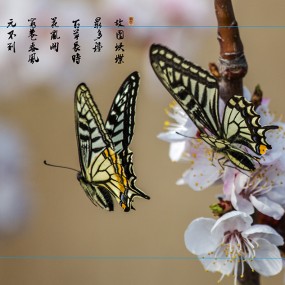 独占春花头一枝