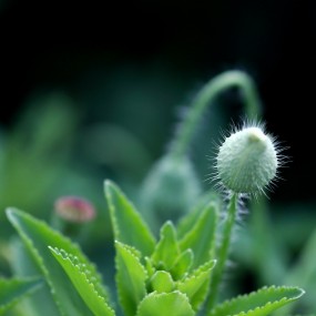 求毛蛋蛋的真名