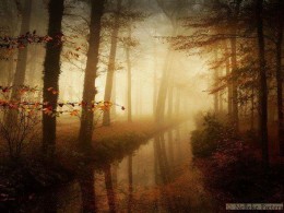 荷兰摄影师 Nelleke Pieters 森林摄影