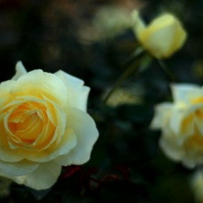 宝鸡、韩城旅游随拍