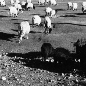 手机镜头下  西藏的草原