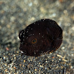 蓝碧海底微距世界（五）