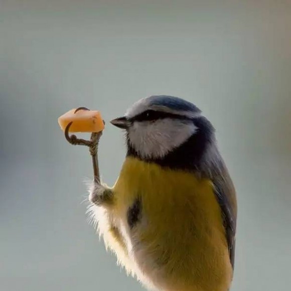 这世上最萌的，是吃货呀。