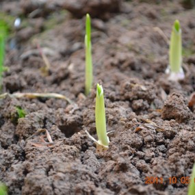 自家花园里，刚发芽的大蒜....