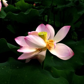 【手机】王莽——清水出芙蓉