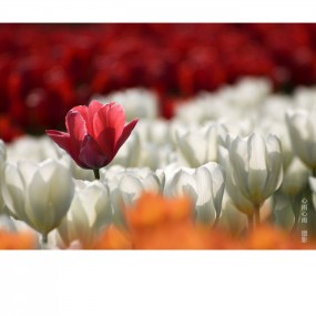 千娇百媚郁金香