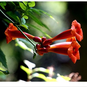 《习拍》凌 霄 花 开。。。。