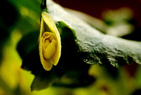 这里黄花分外香