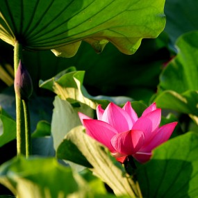 兴庆公园的荷花也开了