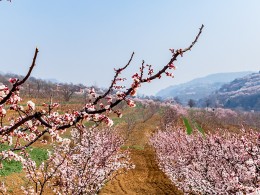踏春杏花谷