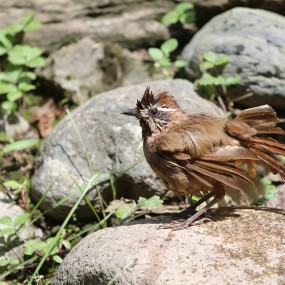 好鸟拍成了一只鸡（二）