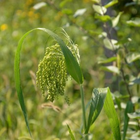 农村随手拍庄稼你认识吗？