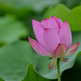 2013曲江拍荷花练习。