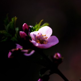 春天的花朵（续)