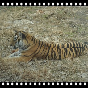 春节假期的动物园