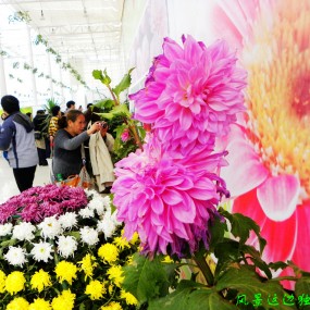 赏花（原创摄影）