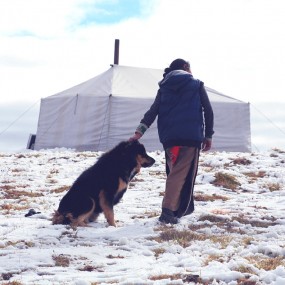 对耍赖的藏獒美女也无奈——