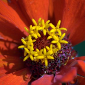 奥林匹克森林公园