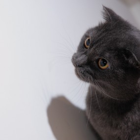 好久没来了，发组猫咪吧