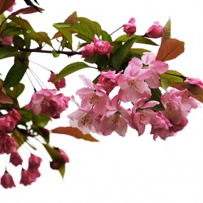 真是——繁花似锦