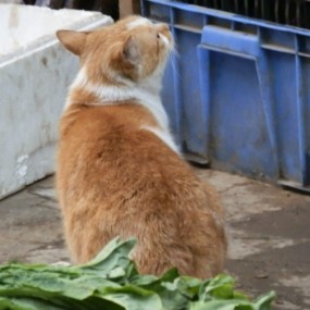 它们在想什么？