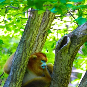秦岭精灵－瞌睡了
