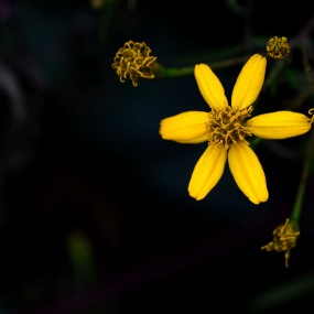 含香吐芳----堆心菊
