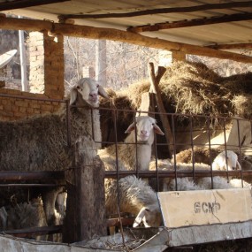 专业户家的羊舍