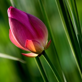 清晨非荷塘之荷