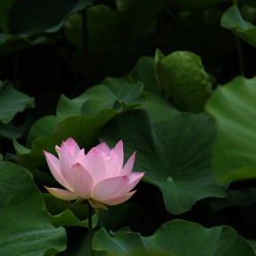 夏日清风——荷花一组