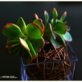 ★★【讴歌拍摄活动】★★（作业---4 花絮小品）