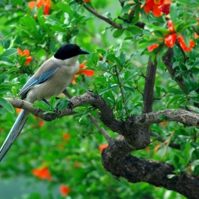 尼康80-400VR打鸟