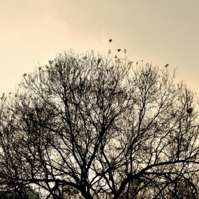 我也拍几张树的剪影