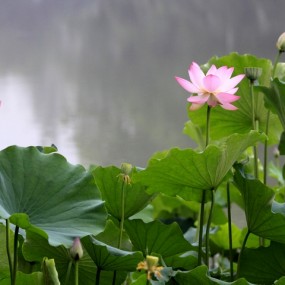 新手拍的荷花  求批评指正