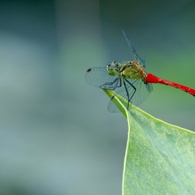 花草小品（转一哥们作品）