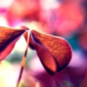 Denis Kulikov (altingfest) 精彩微距摄影作品（一）