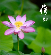 130620【荷韵】