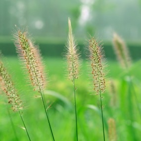 我是一棵小小草