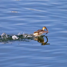 蓝天碧水有鱼吃